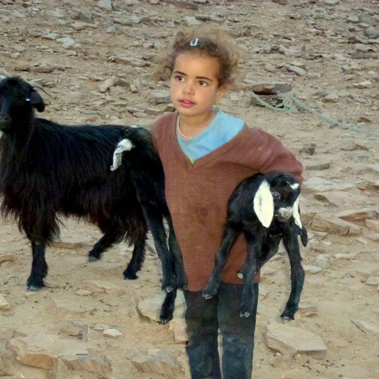 Petite fille nomade avec ses chèvres-photo-news