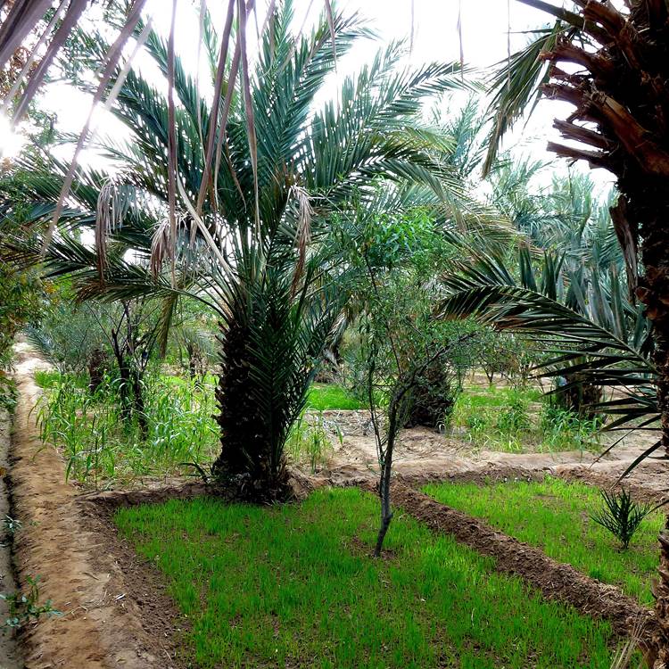 La palmeraie et les jardins-photo-page