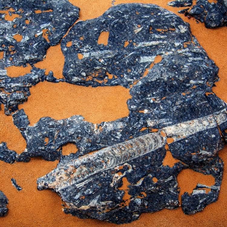 Les fossiles de la région d'Erfoud-photo-page