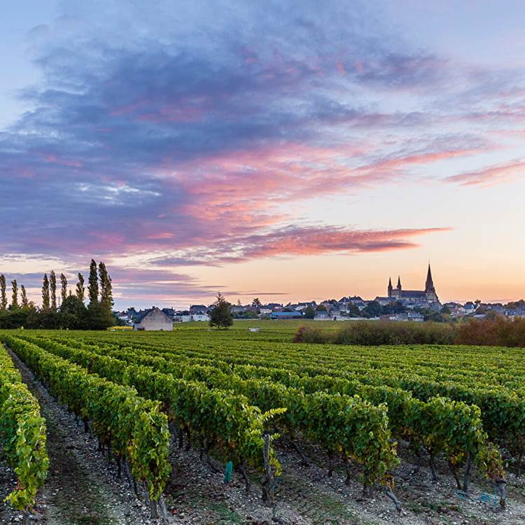 Découverte des vins de Saumur au cœur de la Loire-photo-news