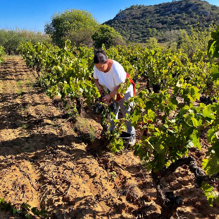 vendanges manuelles de l'un de nos carignans-photo-page