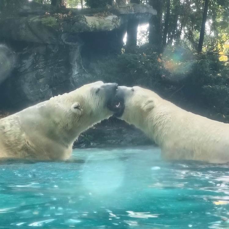 week-end au Zoo de La Flèche hébergement-photo-page