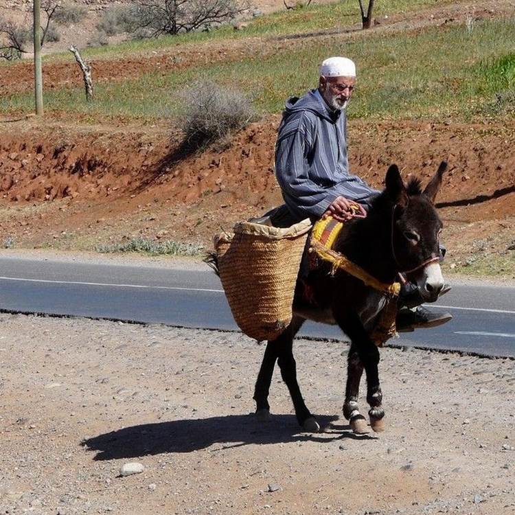 Transport traditionnel dans le sud marocain-photo-page