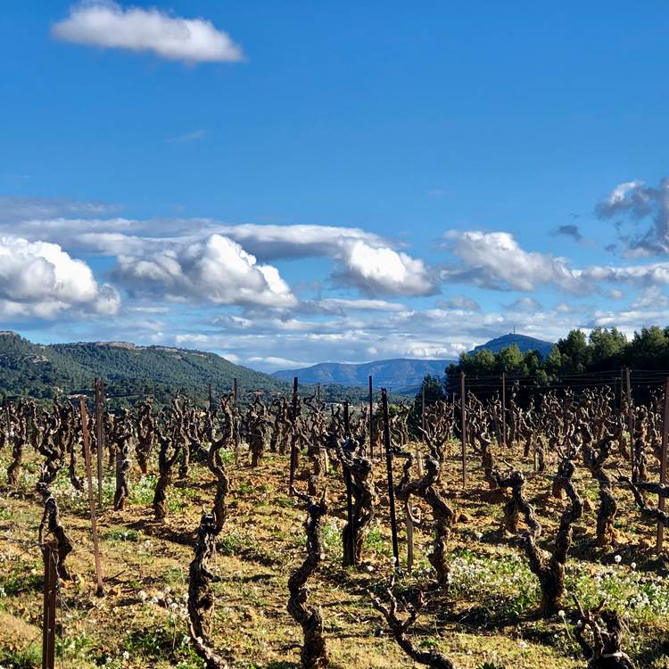 randonnée dans le vignoble en hiver de Montséret depuis les Gites Corbieres-photo-news