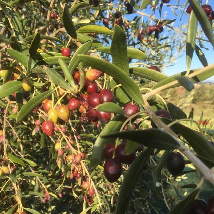 cueillette d'olives-photo-page