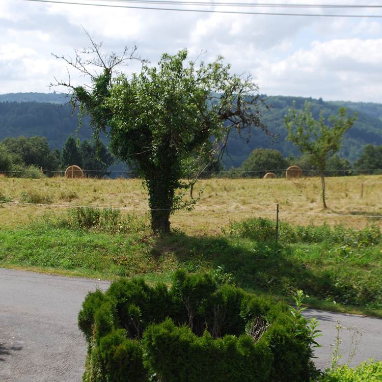 saison des foins, paysage campagnard, vue devant Le Ranch des Lacs-photo-page