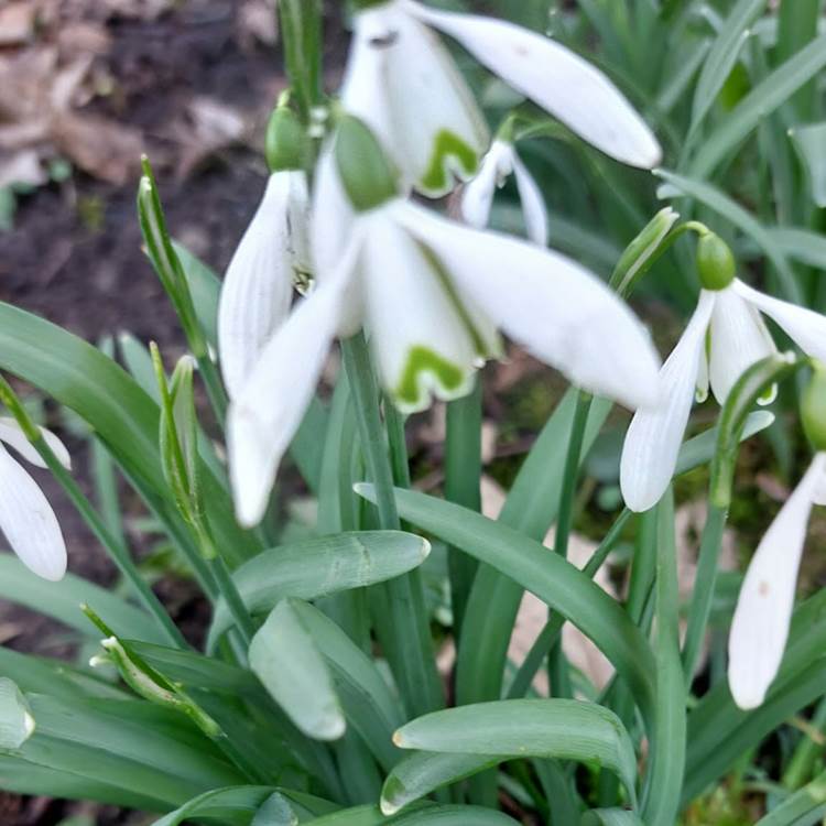 Les Longs Prés - Lompret, Chimay-photo-news