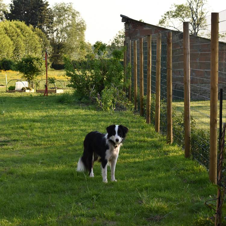 Poppy, le border collie de la maison