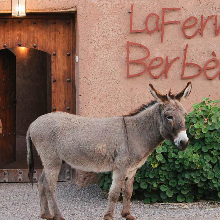 LA FERME BERBERE