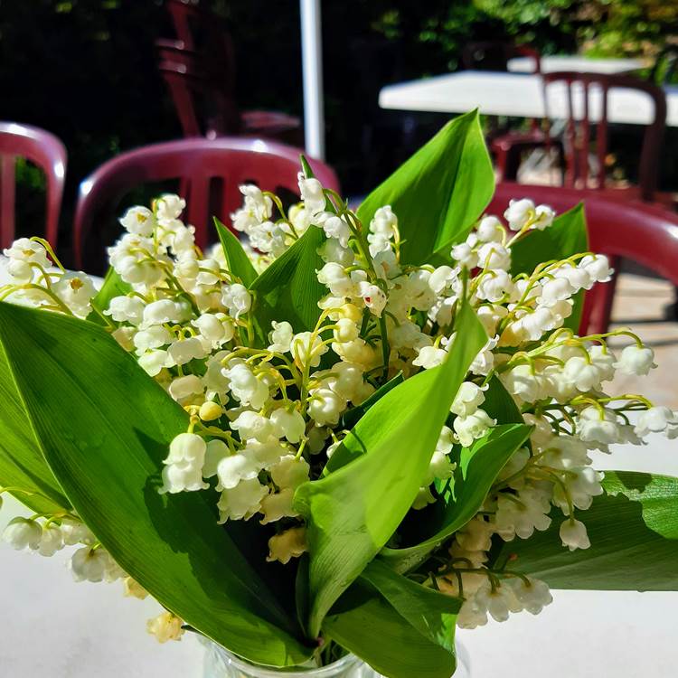 Muguet, jolies clochettes annonçant bonheur, senteur, renouveau-photo-news