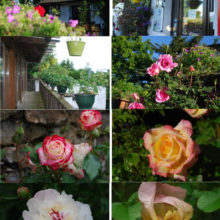 mois de juin un bouquet de roses au Ranch des Lacs 87120-photo-page