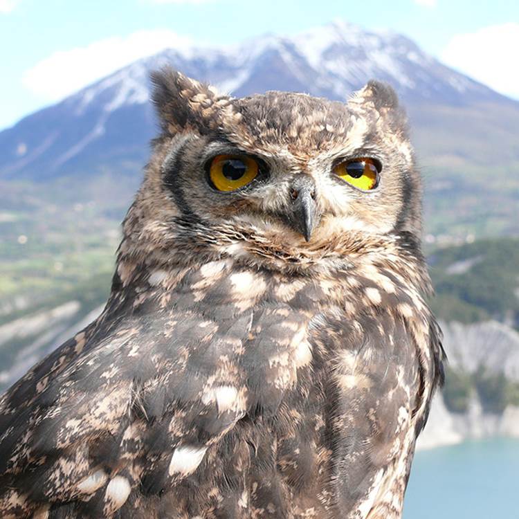 Le Hibou Grand Duc - Parc animalier de Serre-Ponçon-photo-page