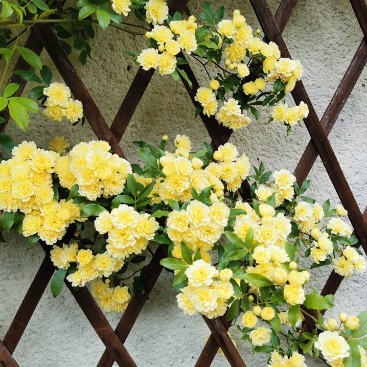 mai debut de la floraison des roses-photo-news