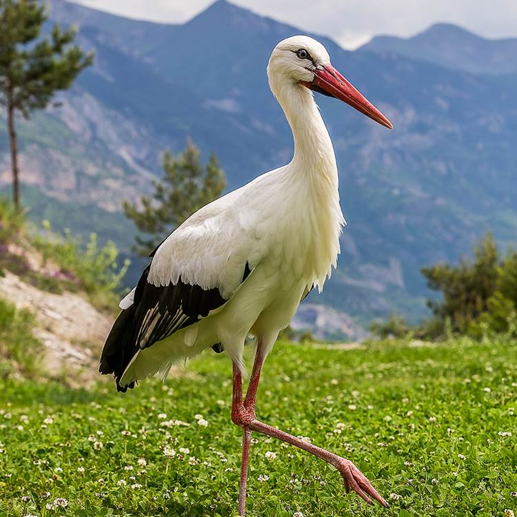 La Cigogne blanche - Parc animalier de Serre-Ponçon-photo-page