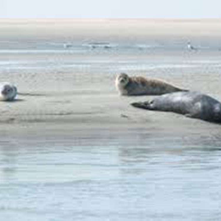 Phoques Berck sur mer / Locations de velos electriques