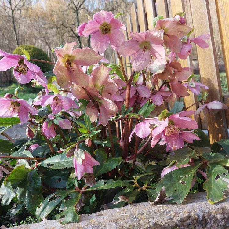 Les Longs Prés - Lompret, Chimay-photo-news