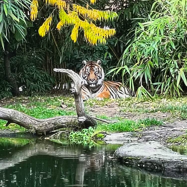 zoo de La Flèche animaux parc Sarthe-photo-news