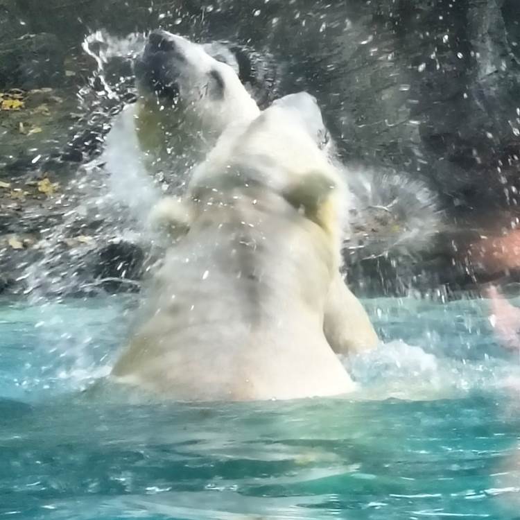 chambres d’hôtes à La Flèche proche zoo-photo-news