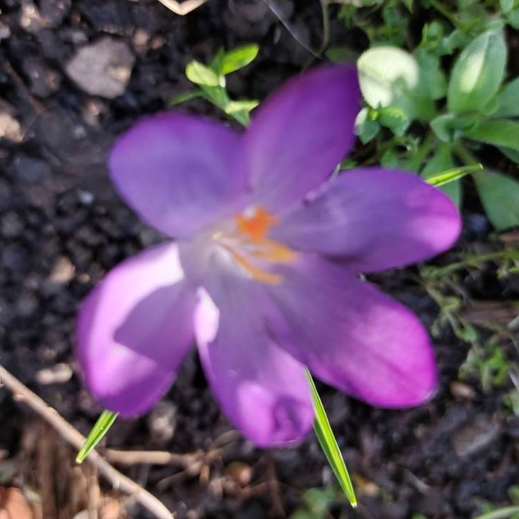 Les Longs Prés - Lompret, Chimay-photo-news