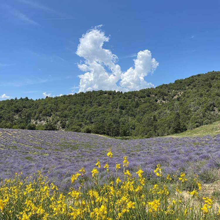 Sans titre-photo-page