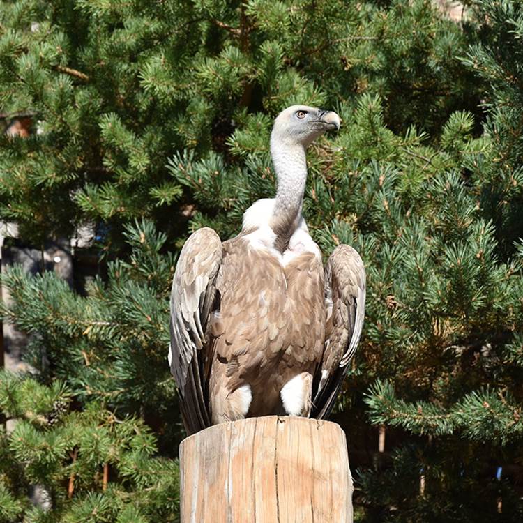 Le Vautour Fauve - Parc animalier de Serre-Ponçon-photo-page