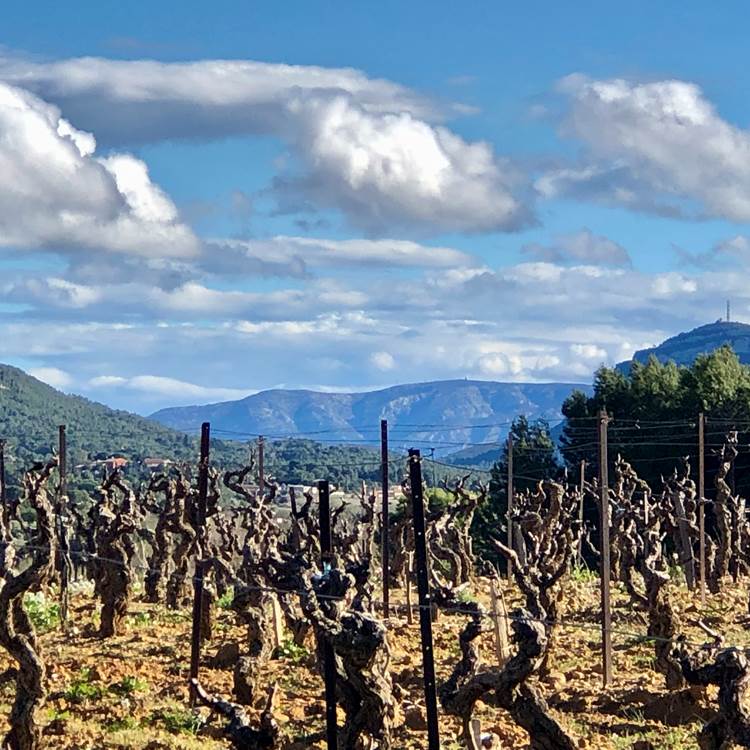 vignes en hiver-photo-page