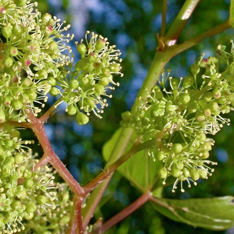 fleur de la vigne-photo-page
