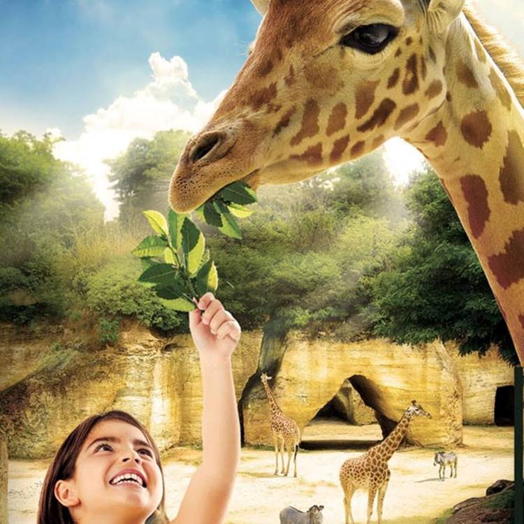 ZOO DOUE LA FONTAINE SAUMUR-photo-page