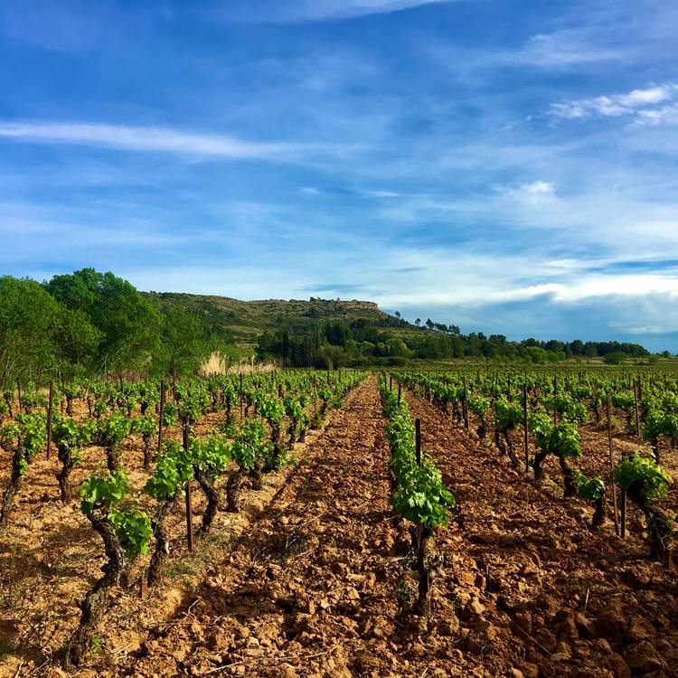 l'un de nos vieux Carignan-photo-page