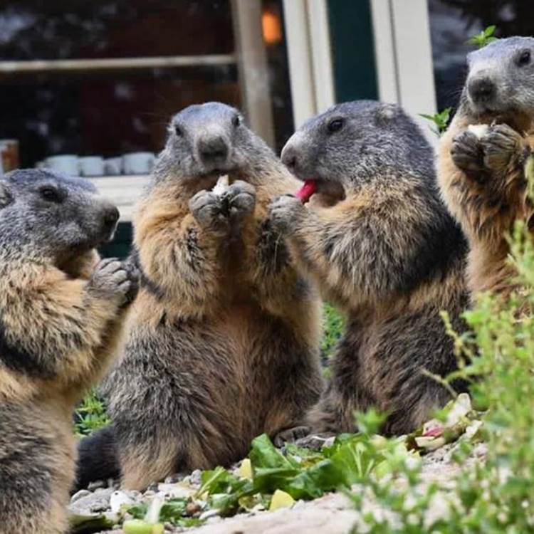 Les Marmottons - Parc animalier de Serre-Ponçon-photo-page