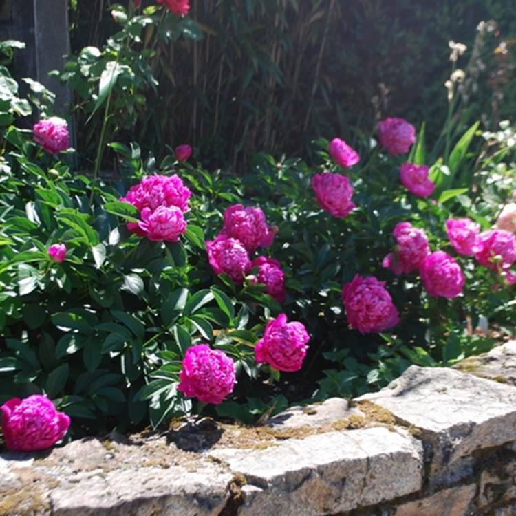 massif pivoines au Ranch des Lacs Hotel de Charme-photo-page