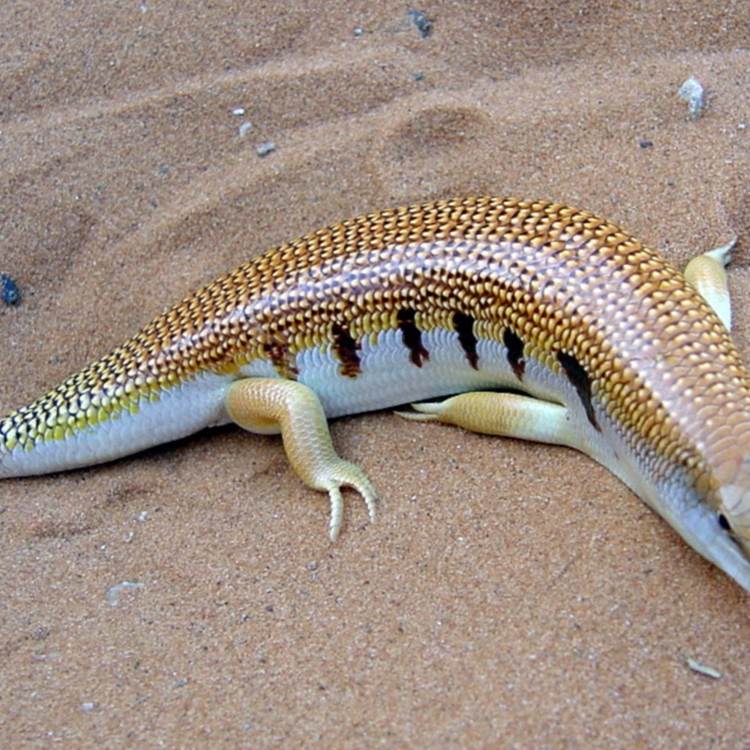 Poisson des sables-photo-page