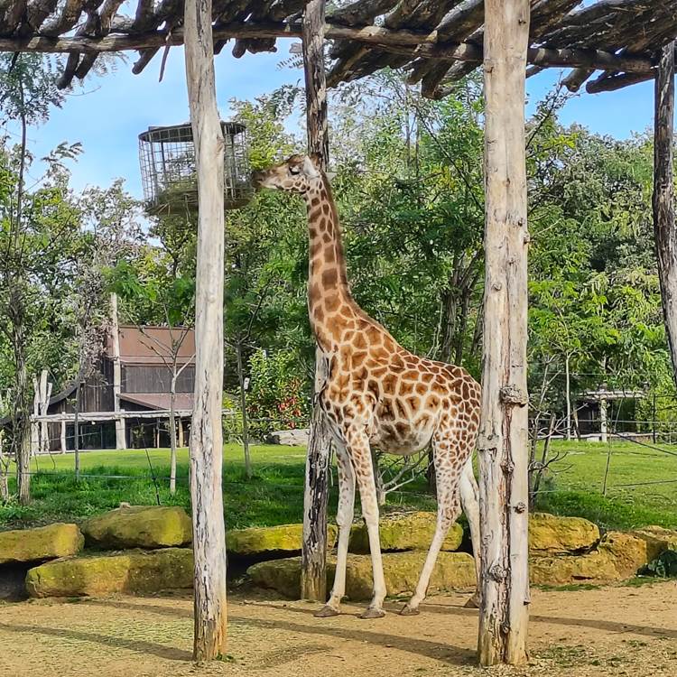 activité soigneur d’un jour zoo de La Flèche-photo-news