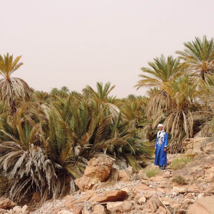 L'oasis de Saf Saf-photo-page