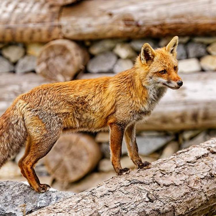 Le renard - Parc animalier de Serre-Ponçon-photo-page