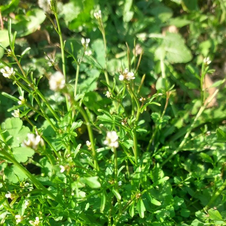 Les Longs Prés - Lompret, Chimay-photo-news