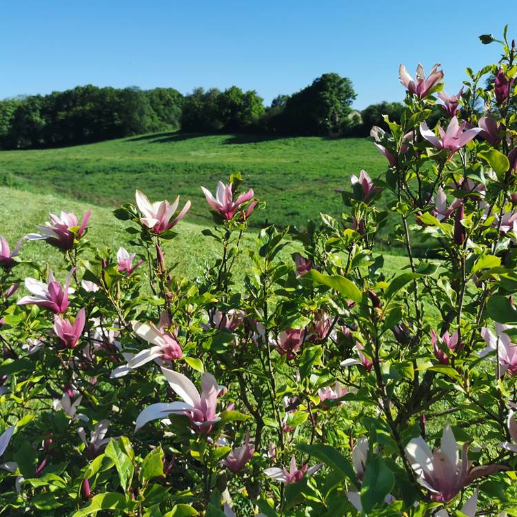 campagne verdoyante-photo-news