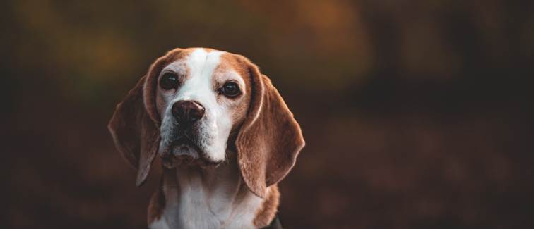 animaux de compagnie