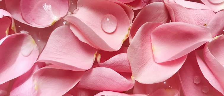 PETALES DE ROSES