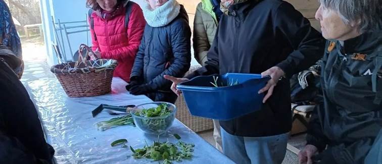 ateliers plantes sauvages