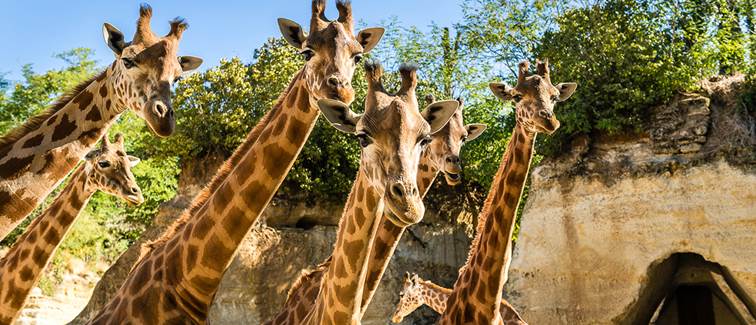 5-Girafes © Bioparc - S. Gaudard