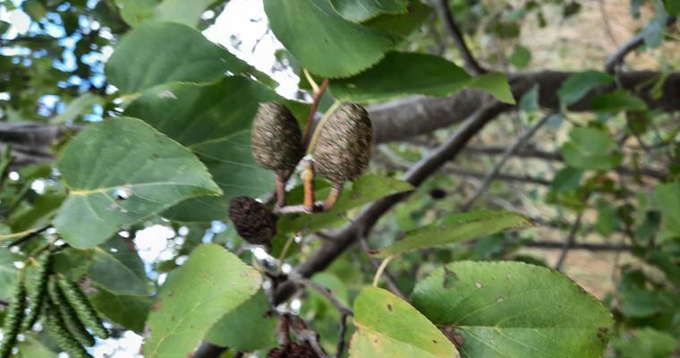 30.08.2026 - Salix cordata 09 Manants