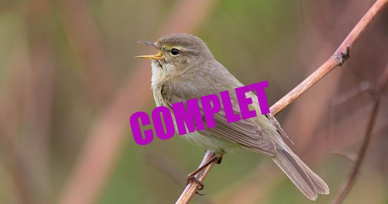 01.05.2026 - Aube des oiseaux ©Gauthier DE GEEST - Copie
