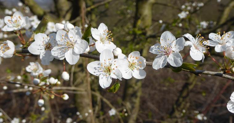 17.05.2026 - Prunus spinoza Prunelier 03 Motte du Manant