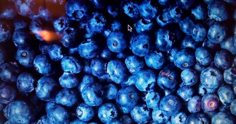 LE JARDIN DES MYRTILLES A JUZET