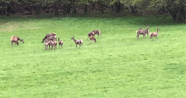 BICHES ET CERFS A MAYREGNE VALLEE D'OUEIL