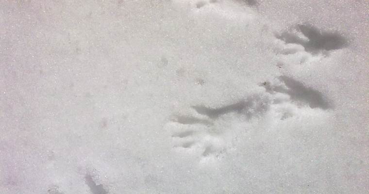 Empreintes d'écureuil dans la neige