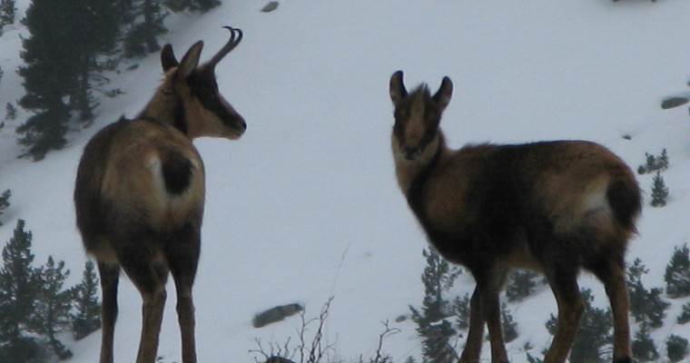 Randonnée à la rencontre des isards et des bouquetins