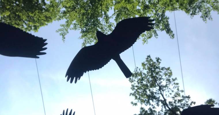 Chlorophylle Parcours cime des arbres