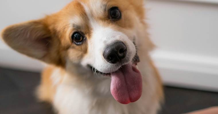 pexels-ron-lach-7792647